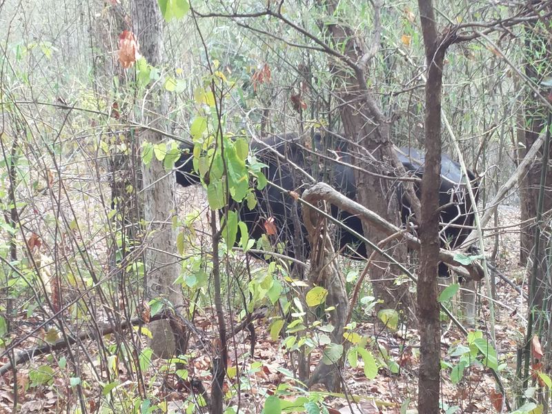 File:Indian gaur kanha.jpg