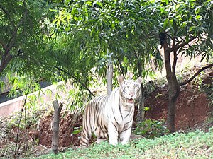 ఇందిరా గాంధీ జంతుప్రదర్శనశాల