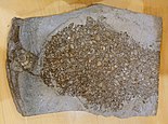 Thousands of specimens on a single rock Inoceramus dubius - Naturhistorisches Museum, Braunschweig, Germany - DSC05246.JPG