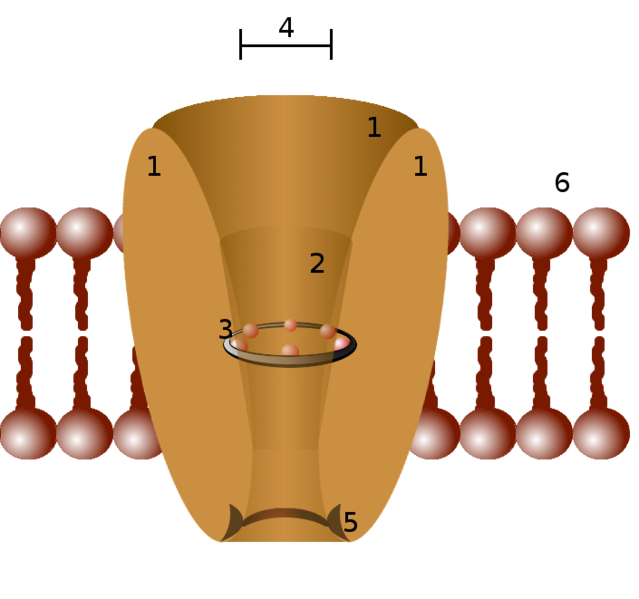 File:Ion channel.png