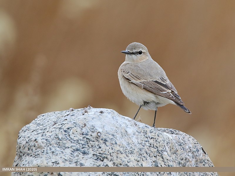 File:Isabelline Wheatear (Oenanthe isabellina) (50656851838).jpg