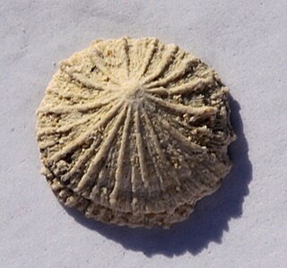 <i>Isocrania</i> Extinct genus of brachiopods