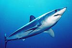 Thumbnail for Shortfin mako shark