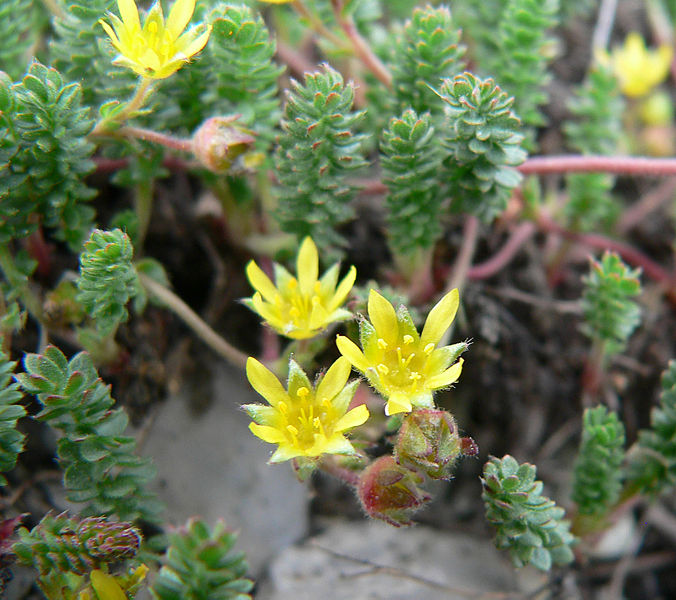 File:Ivesia cryptocaulis 5.jpg