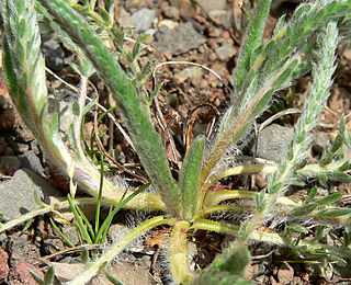 <i>Ivesia sericoleuca</i> Species of flowering plant