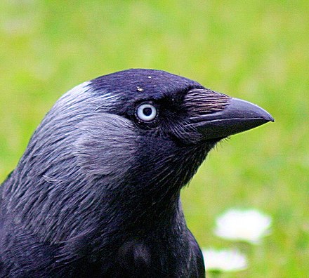 Птица с черным глазом. Синяя Галка птица. Галка черная птица. Ворона с голубыми глазами. Черная птица с голубыми глазами.