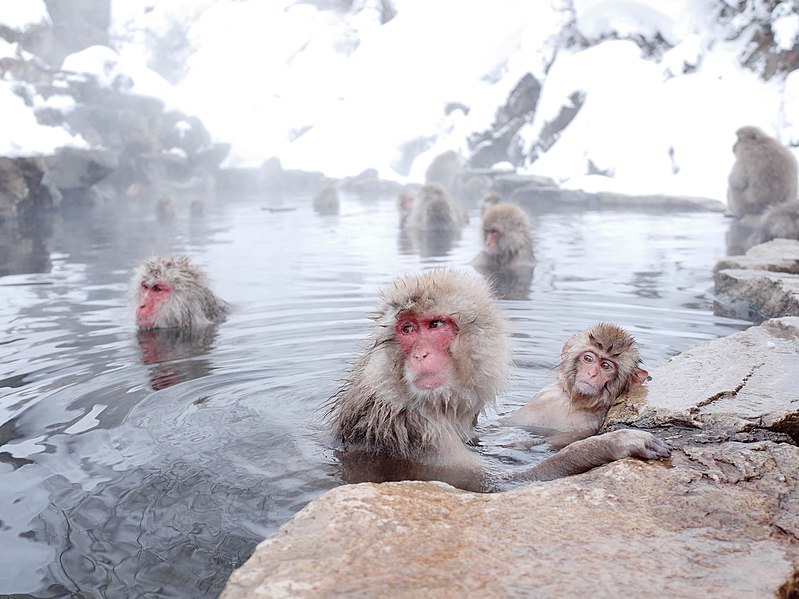 File:Japanese Macaque Onsen Day 2015.jpg