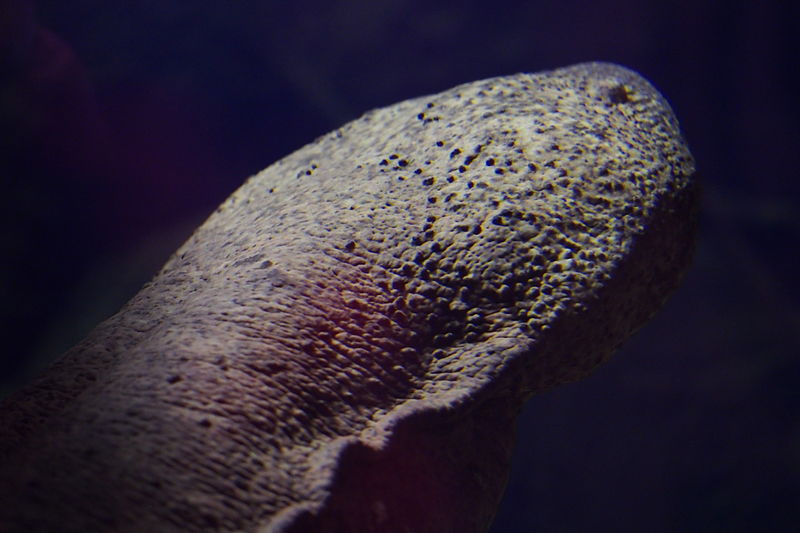 File:Japanese giant salamander (Andrias japonicus) (15875958210).jpg