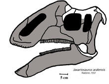 Illustration of a Jaxartosaurus skull Jaxartosaurus skull.png