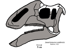 Jaxartosaurus schädel.png