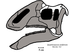 Jaxartosaurus skull.png