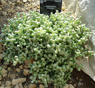<i>Jensenobotrya</i> Genus of succulents