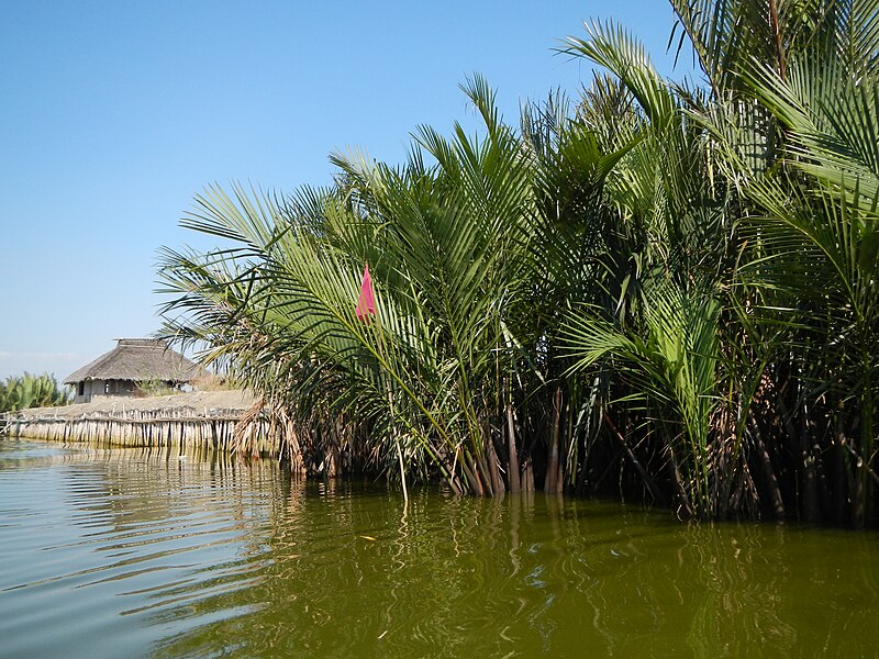 File:Jf9987Atlag River Masile Mangroves Malolosfvf 09.JPG