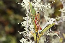 Jivarus ronderosi, Ecuador Jivarus ronderosi - inat 40966777.jpg