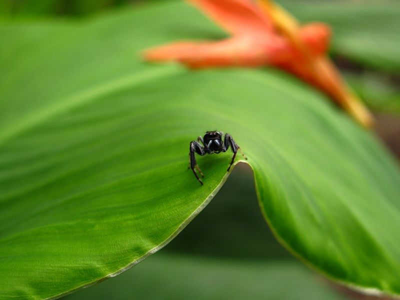 File:Jumping-Spider ForestWander.jpg