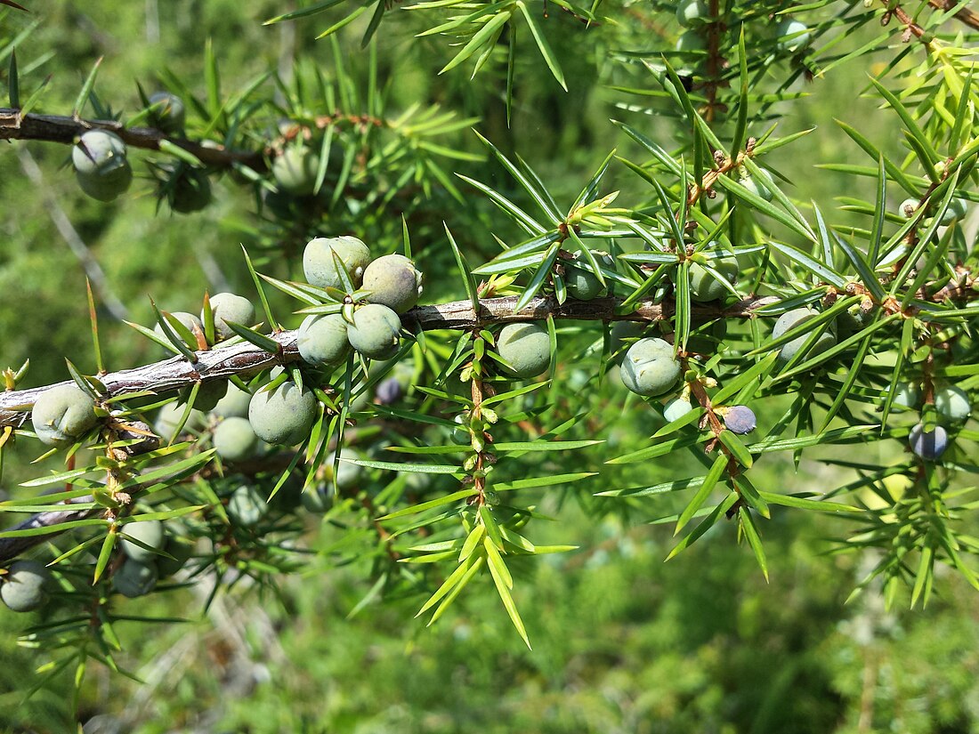 File:Juniperus communis subsp. communis sl10.jpg