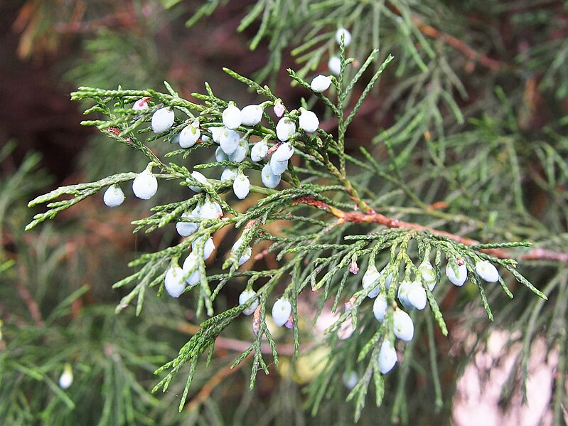 File:Juniperus x pfitzeriana 'Mint Julep' Jałowiec Pfitzera 2020-07-10 03.jpg