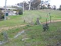Kangaroos in the suburbs.jpg