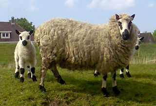 <span class="mw-page-title-main">Kerry Hill sheep</span> Breed of sheep