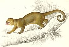 Kinkajou.jpg