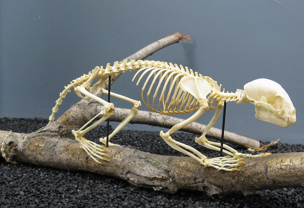 Скелет енота