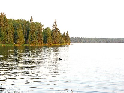 Loon on Kinnaird Lake Kinnaird Lake Alberta 2.JPG