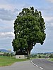 Klaffer am Hochficht - Donabauer Linde mit Schönbergkapelle.jpg