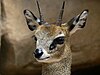 A klipspringer's head