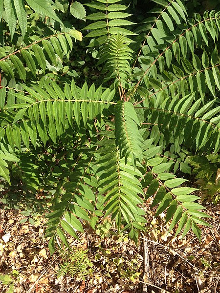 File:Korina 2018-08-23 Rhus typhina.jpg