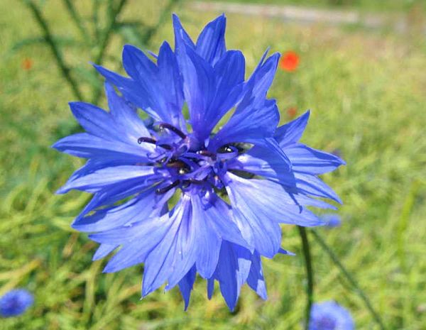 A blue cornflower, the symbol of the pan-Germanist movement in Austria