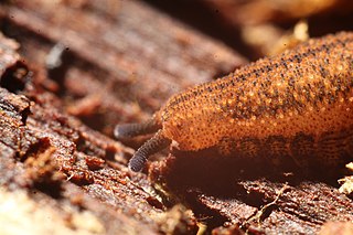<i>Kumbadjena kaata</i> Species of velvet worm