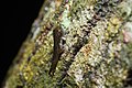 Kurixalus bisacculus (froglet) — Phu Kradueng National Park