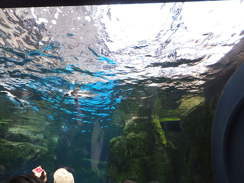 File:Kyoto Aquarium in 2013-5-2 No,40.JPG