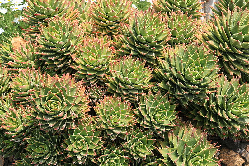 File:La Palma - Los Llanos de Aridane - Las Manchas - Plaza de Glorieta - Aloe perfoliata 04 ies.jpg