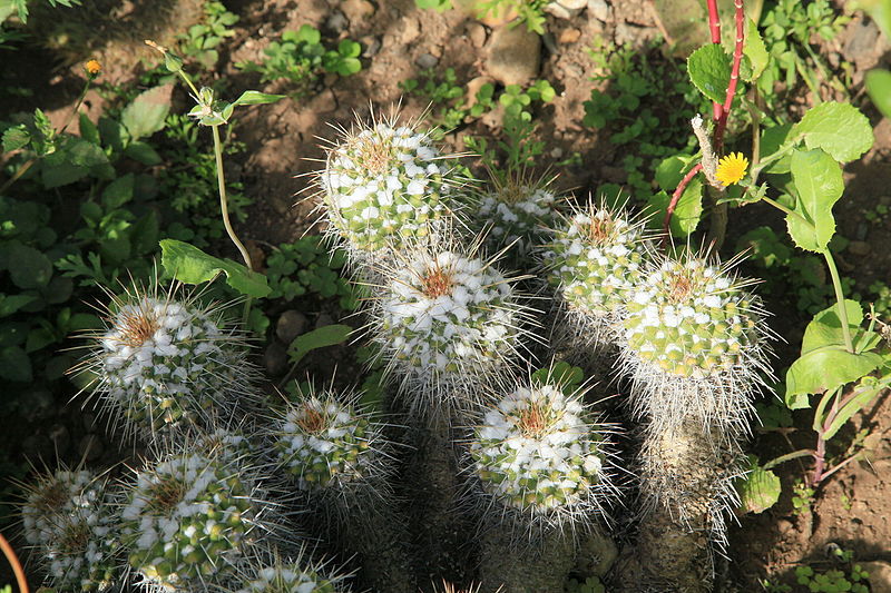 File:La Palma - Los Llanos de Aridane - Las Manchas - Plaza de Glorieta - Mammillaria 01 ies.jpg