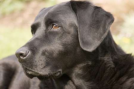 Fail:Labrador_Retriever_black_portrait_Ellis.jpg