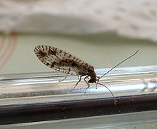 Dantel dikmek. Neuroptera, (Micromus variegatus) - Flickr - gailhampshire.jpg