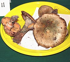 Lactarius quieticolor 1.jpg