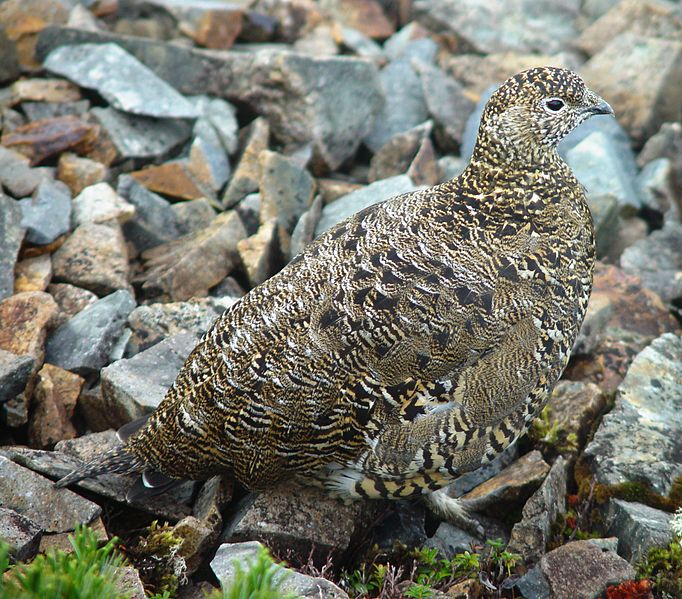 File:Lagopus muta japonica female Kashimayari.jpg