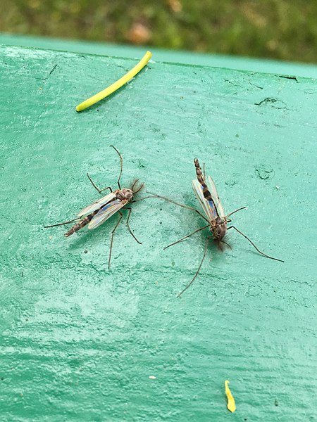 Two lake flies observed in Neenah, Wisconsin, after the yearly hatch in Lake Winnebago