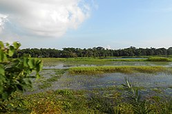 Swamp in Narsingdi