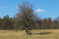 English: Pastures with old Oaks, between Blitzenrod and Frischborn Eisenbach, Lauterbach, Hesse, Germany