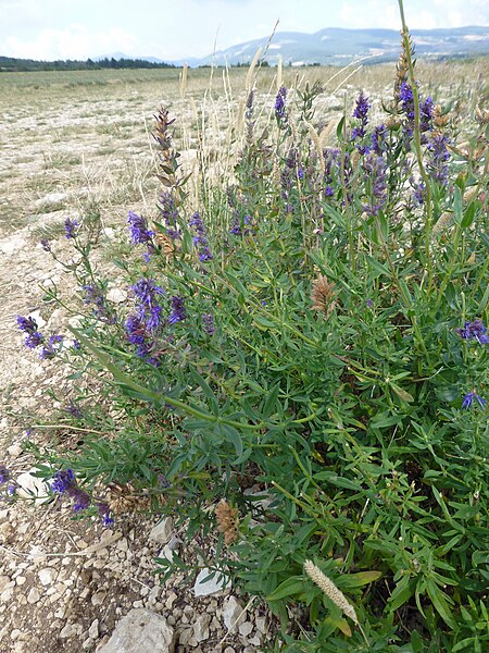 File:Lavandula latifolia (Vaucluse) (4).jpg