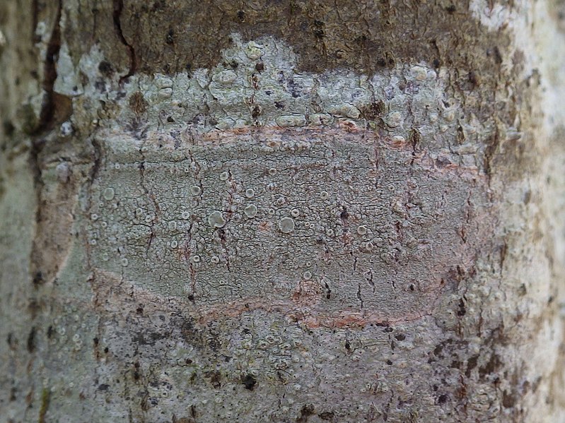 File:Lecanora rubicunda 551866.jpg