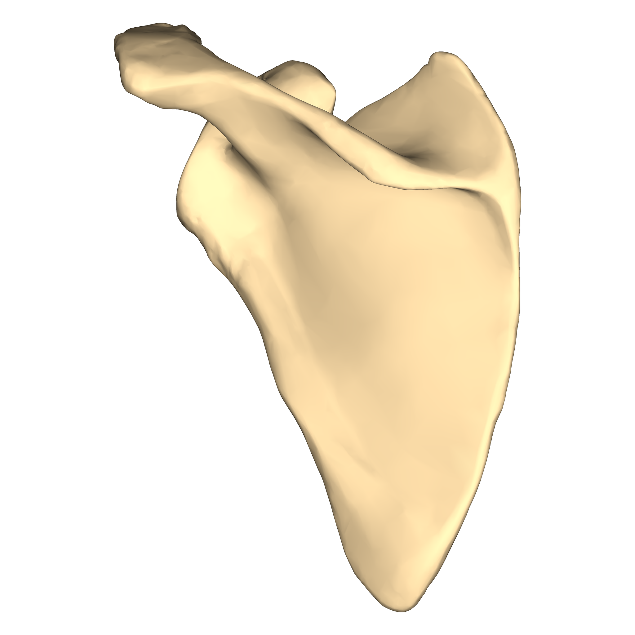 Scapula - Wikipedia