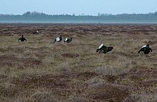 In black grouse, leks are composed of brothers and half-brothers, suggesting a kin selection mechanism. Lekadvert.JPG