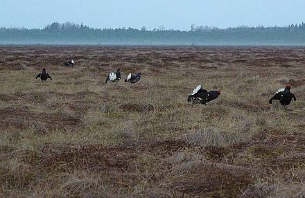 In black grouse, leks are composed of brothers and half-brothers, suggesting a kin selection mechanism.