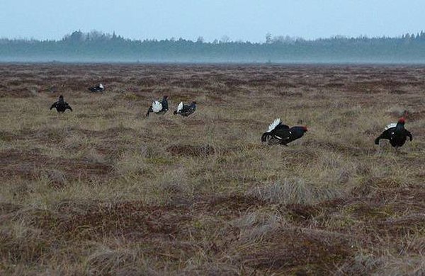 Mate choice is highly visible in lek mating. Here, black grouse males gather in a quagmire and the females then arrive and observe the male before cho