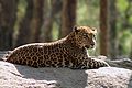 Leopard hlb.jpg