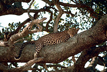 Levhart leží na velké větvi stromu a odpočívá.